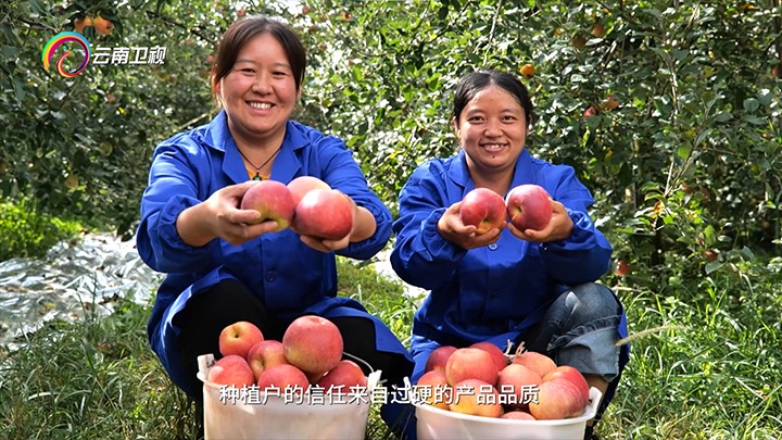 《云南卫视》播报：：云煤集团解化好肥助力“三农”生长，，共绘墟落振兴“幸；；；怼