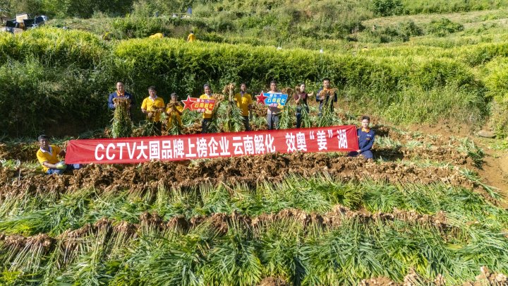 墨江象鼻村生姜大丰收！！从莳植、、、施肥到采摘，云南解化全程“呵护”